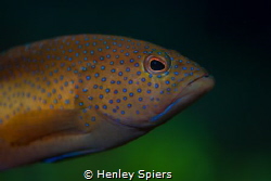 Resting Fish Face by Henley Spiers 